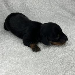 Earl - Black and tan male Dachshund puppy in Mocksville, North Carolina from The Dachs of Hazzard Dachshunds