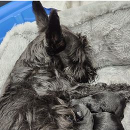 Scottish Terriers from Scottie Terrier