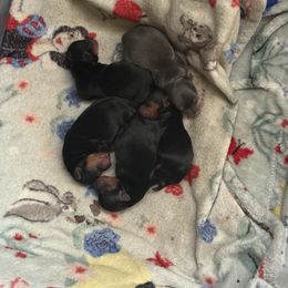 Girl 1 - Black and tan female Yorkshire Terrier puppy in Pomona, California from Lunio's Yorkies