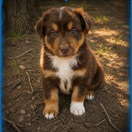 Vince- Red Tri - Red tri-color male Australian Shepherd puppy in Hugo, Colorado from Frying Pan Ranch Australian Shepherds