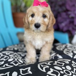 Goldendoodle Puppies from Deerly Doodles