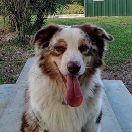 Australian Shepherds and Siberian Huskies from Amber's Aussies and Huskies