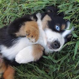 Dawson - Black tri male Miniature Australian Shepherd puppy in Sound Beach, New York from Awesome Aussies