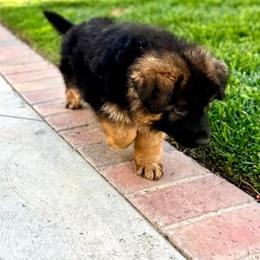 German Shepherd Puppies from Von Legends Burg