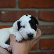 Boy 1 - male Bordoodle puppy in Indianapolis, Indiana from Indiana Bordoodles