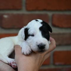 Boy 1 - male Bordoodle puppy in Indianapolis, Indiana from Indiana Bordoodles