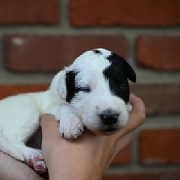 Boy 1 - male Bordoodle puppy in Indianapolis, Indiana from Indiana Bordoodles