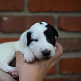 Boy 1 - male Bordoodle puppy in Indianapolis, Indiana from Indiana Bordoodles