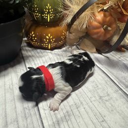 Maple - Black and white female Shih Tzu puppy in Success, Missouri from Records Precious Puppies