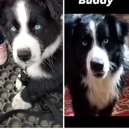 Buddy - Australian Shepherd