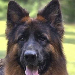 Xena - German Shepherd