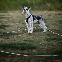 Miniature Schnauzer All Grown Up from kathi burke