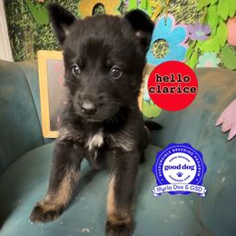 Clarice - Bi-color female German Shepherd puppy in Livingston, Kentucky from Illyria Dox & GSD