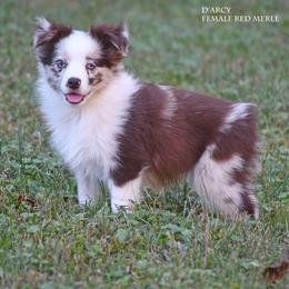 D'arcy - Red merle female Miniature Australian Shepherd puppy in Patterson, North Carolina from DreamLine Aussies