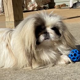 Maple - Pekingese
