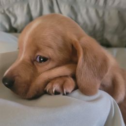 Boy 1 - Red male Dachshund puppy in Weatherford, Texas from Star-Key's Dachshunds