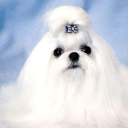 Max - Maltese