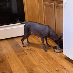 Xoloitzcuintli All Grown Up from Yadalanh Xoloitzcuintli