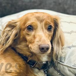 Dachshunds from PK livestock
