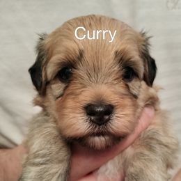 Curry - Gold sable male Havanese puppy in New Castle, Colorado from Havanese Havaton Pups