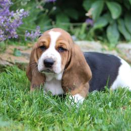 Kratos - Black brown and white male Basset Hound puppy in Idaho from Welcome Home Bassets