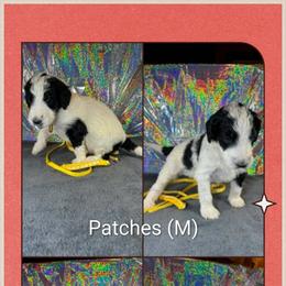 Patches - Parti male Goldendoodle puppy in Water Valley, Mississippi from Olympian Doodles
