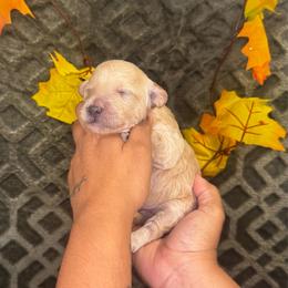 Runaround Sue - Cream male Poodle puppy in Hemet, California from Vallevistadoodles