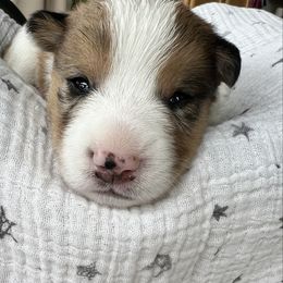 Sage- Sable Merle Male - Sable merle and white male American Corgi puppy in Chippewa Falls, Wisconsin from Dazie Lou’s Corgis