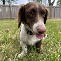 Frankie - Dachshund