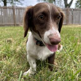 Frankie - Dachshund