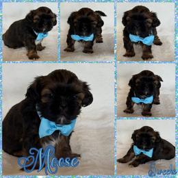 Nutmeg (Moose) - Black and tan male Shih Tzu puppy in Yelm, Washington from Lala's All Star Shih Tzu