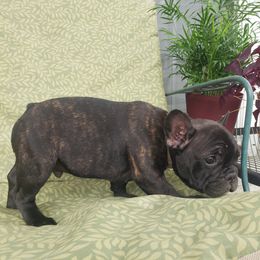 French Bulldog Puppies from LA_Texas Frenchie's