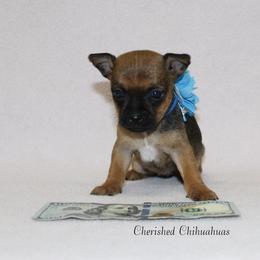 Jewel - Black sabled fawn female Chihuahua puppy in Willamina, Oregon from Cherished Chihuahuas