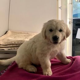Golden Retriever Puppies from West Coast Cream Goldens