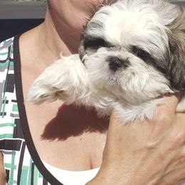 Yorkshire Terriers from Gloria Sopher's Yorkshire Terriers