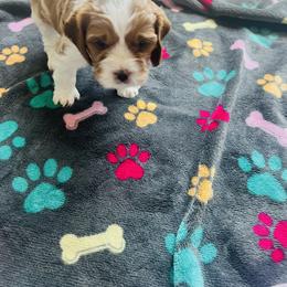 Portia - Blenheim female Cavapoo puppy in Avon, Indiana from Puppylove for Doodles