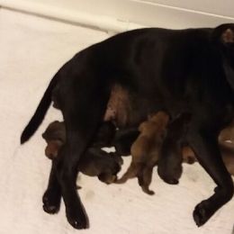 Staffordshire Bull Terriers from Bold Play Staffords