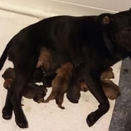 Staffordshire Bull Terriers from Bold Play Staffords