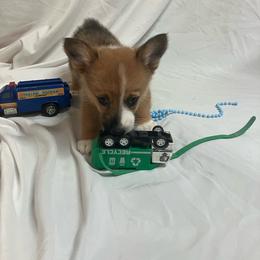 Green male - White and fawn male Pembroke Welsh Corgi puppy in Pleasant Plains, Arkansas from PBA Kennel