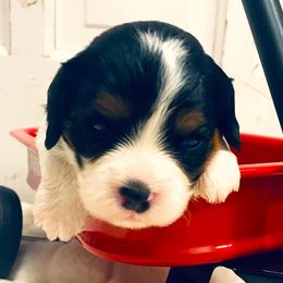Bernedoodles, Cavalier King Charles Spaniels, Cavapoos, and Goldendoodles from Abidoodles