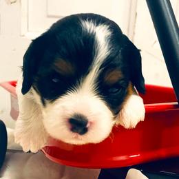 Bernedoodles, Cavalier King Charles Spaniels, Cavapoos, and Goldendoodles from Abidoodles