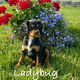 Ladybug - Tri-color female Cavapoo puppy in Smithfield, Utah from Shoemaker Farm & Cavapoo Kennel