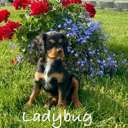 Ladybug - Tri-color female Cavapoo puppy in Smithfield, Utah from Shoemaker Farm & Cavapoo Kennel