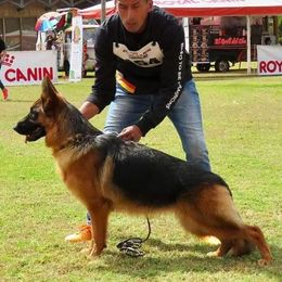 Kelly - German Shepherd