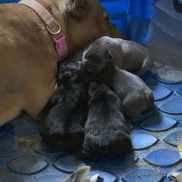 Boston Terrier and French Bulldog Puppies from High Plains