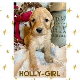 Goldendoodle Puppies from Fire Wife Doodles