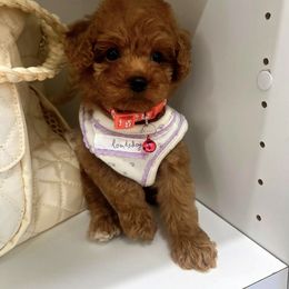 Pink - Apricot female Maltipoo puppy in Sugar Land, Texas from Celebrity Maltipoos