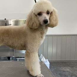 Poodles from Fanciers' Poodles