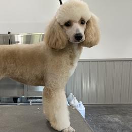 Poodles from Fanciers' Poodles
