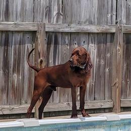 Doc  - Redbone Coonhound